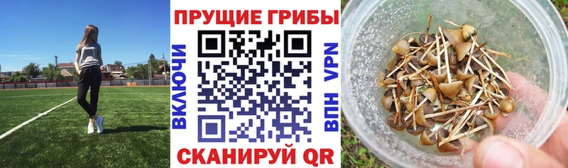 Псилоцибиновые грибы Psilocybine cubensis  Ликино-Дулёво 